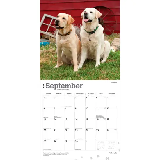 Yellow Labrador Retrievers | 2026 12 x 24 Inch (Hanging) Monthly Square Wall Calendar | Plastic-Free {4}