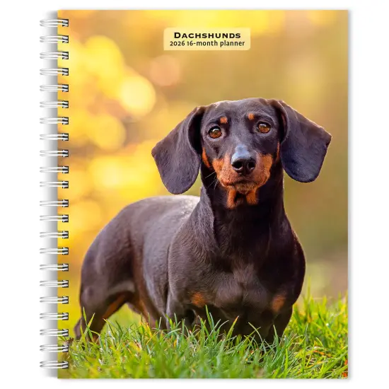 Dachshunds | 2026 6x7.75 Inch Spiral-Bound Wire-O Weekly Engagement Planner Calendar | New Full-Color Image Every Week {1}