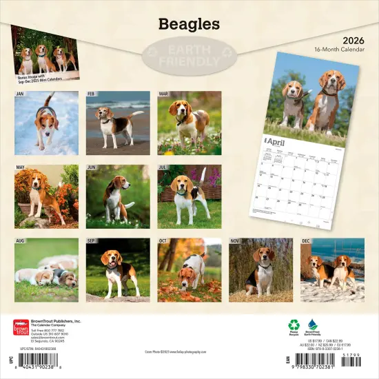 Beagles | 2026 12 x 24 Inch (Hanging) Monthly Square Wall Calendar | Plastic-Free {2}
