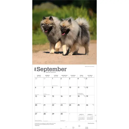 Keeshonden | 2026 12 x 24 Inch (Hanging) Monthly Square Wall Calendar | Plastic-Free {4}