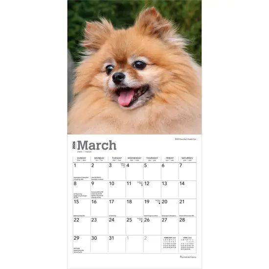 Pomeranians | 2026 7 x 14 Inch (Hanging) Monthly Mini Wall Calendar {3}