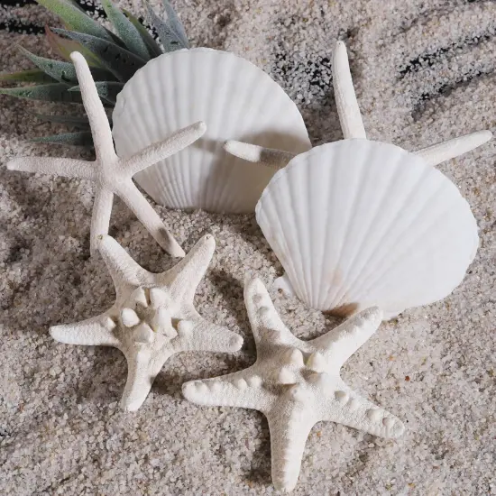 24 PCS Natural Starfish 2-4" and Scallop Shell {3}