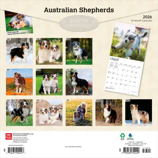 Australian Shepherds | 2026 12 x 24 Inch (Hanging) Monthly Square Wall Calendar | Plastic-Free {2}