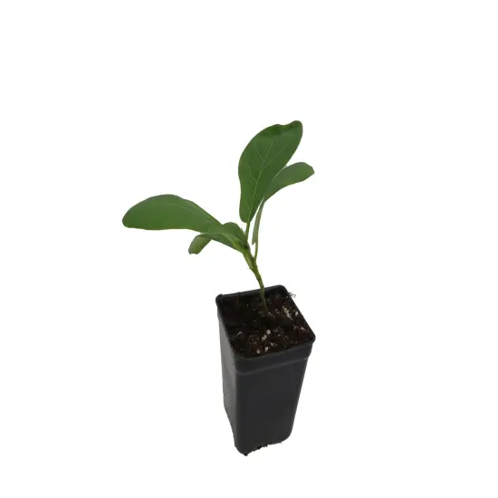 Hirt's Fiddleleaf Fig Tree - Ficus - Great Indoor Tree - 2.5" Pot {5}