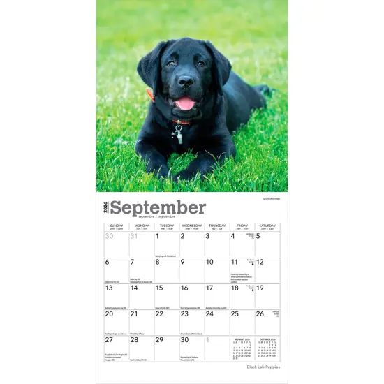 Black Labrador Retriever Puppies | 2026 7 x 14 Inch (Hanging) Monthly Mini Wall Calendar {4}