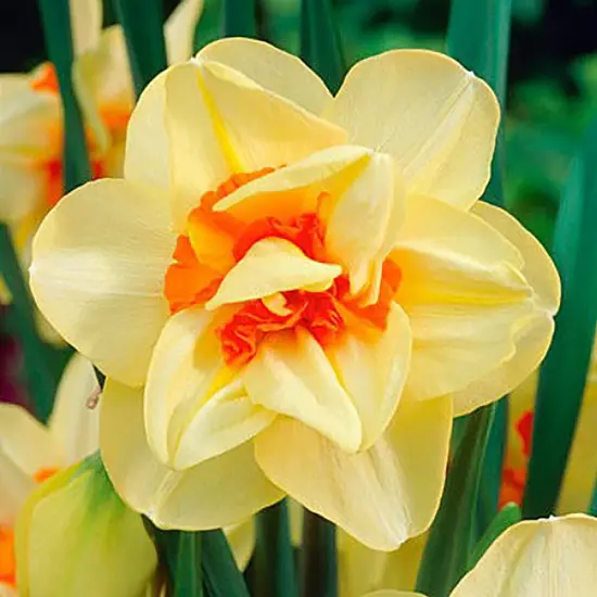 Double Fashion Narcissus - 7 Bulbs - 14/16 cm Bulbs {1}