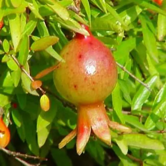 Dwarf Pomegranate Plant- Punica - Bonsai/Houseplant/Outdoors - Edible - 2.5" Pot {3}