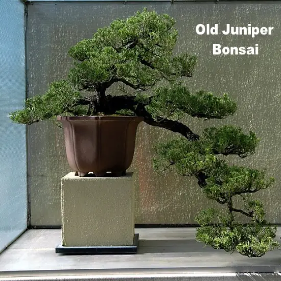 Japanese Juniper Bonsai Tree - 4" pot - Juniperus procumbens - Nana {4}