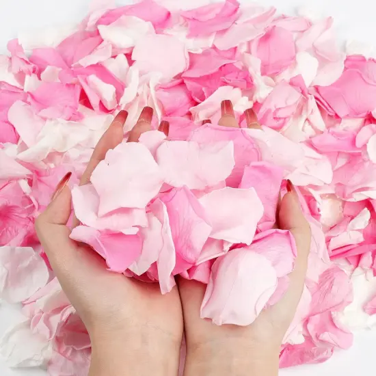 240 PCS Real Pink White Rose Flower Petals Confetti for Wedding Flower Girl {1}