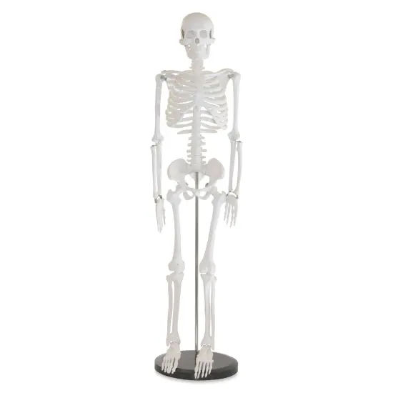 Richeson Skeleton Models - Half Size, 33-1/2" Tall {1}