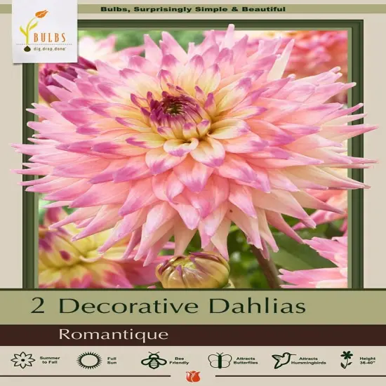 Romantique Decorative Dahlia - 2 Root Clumps - NEW! {1}