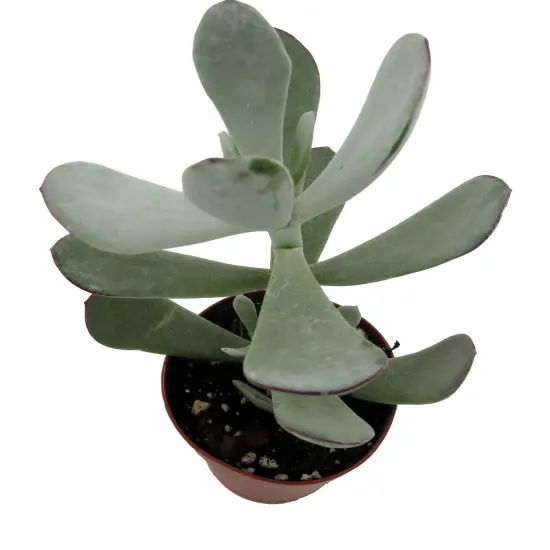 Pig's Ear Succulent Plant -Cotyledon Orbiculata - 2" Pot {3}