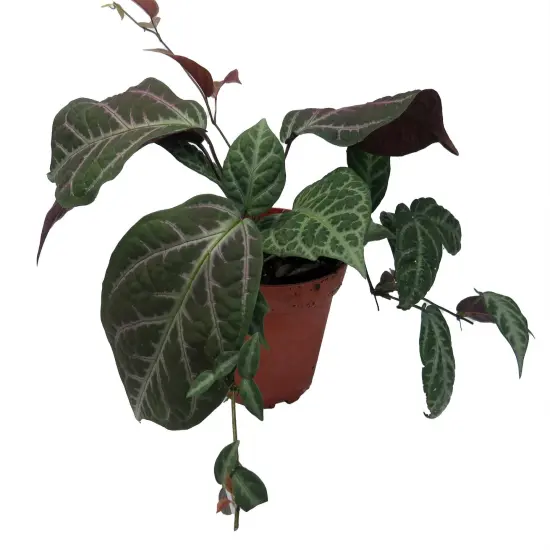 Bignonia Argyro Violacea - Crossvine - 4'' pot {4}