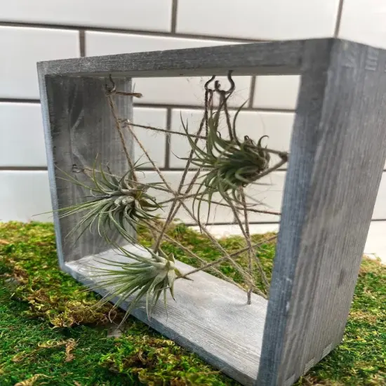 Air Plant Frame Holder {6}