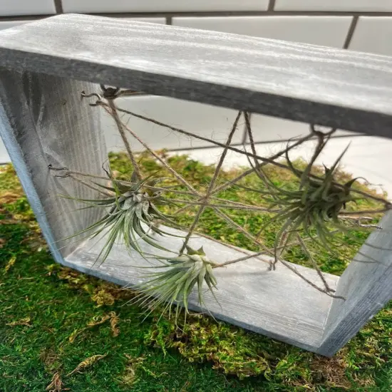 Air Plant Frame Holder {4}