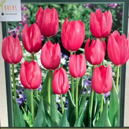 Yosemite Single Late Tulip 7 Bulbs - 12/+ cm Bulbs - New {1}