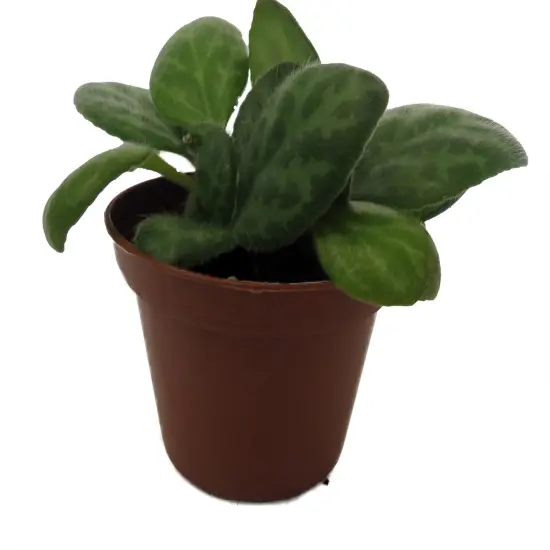JV Mellow Yellow Asian Violet - Primulina - House Plant - 2.5" Pot {4}