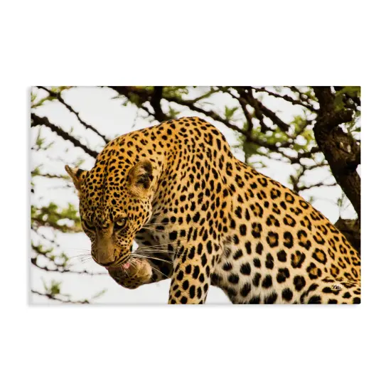 Stupell Industries Leopard After Lunch Canvas Wall Art Design by Max Blakesberg Studios {1}