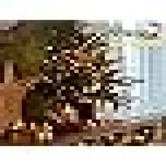 Dark Green Cable,Outdoor Battery Xmas {2}