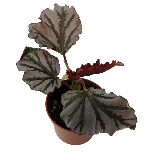 Kismet Begonia Plant -2.5" Pot- Terrarium/Fairy Garden/HousePlant {3}