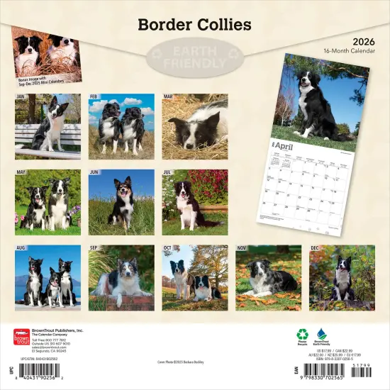Border Collies | 2026 12 x 24 Inch (Hanging) Monthly Square Wall Calendar | Plastic-Free {2}