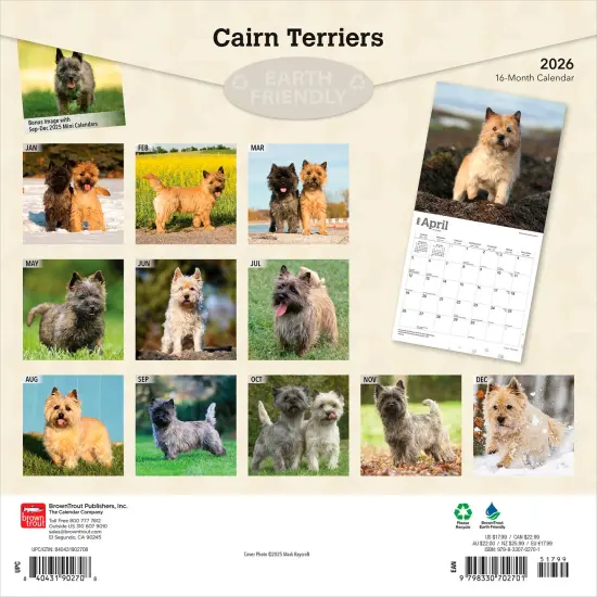 Cairn Terriers | 2026 12 x 24 Inch (Hanging) Monthly Square Wall Calendar | Plastic-Free {2}