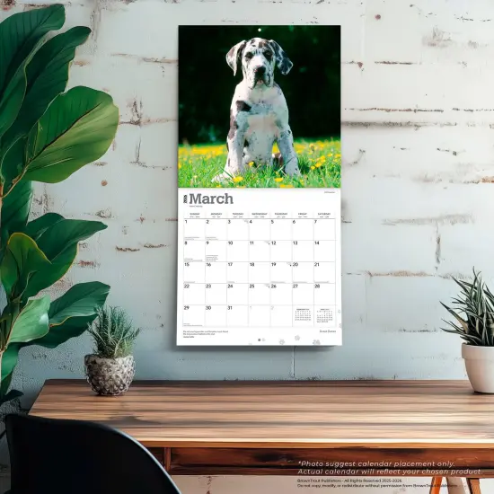 Great Danes | 2026 12 x 24 Inch (Hanging) Monthly Square Wall Calendar | Plastic-Free {5}