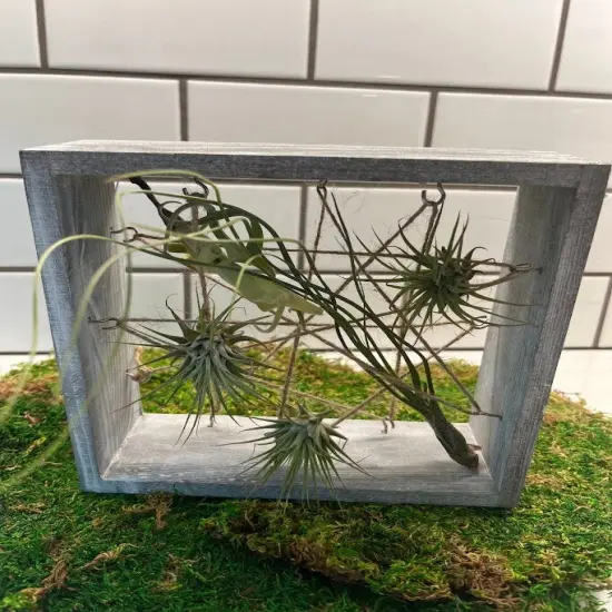 Air Plant Frame Holder {1}
