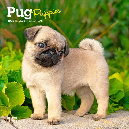 Pug Puppies | 2026 7 x 14 Inch (Hanging) Monthly Mini Wall Calendar {1}