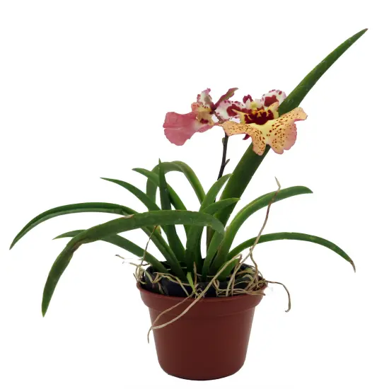 Tiny Dancer- Tolumnia- Miniature Orchid Plant without Flower Spike - 2" Pot - Beautiful House Plant {1}