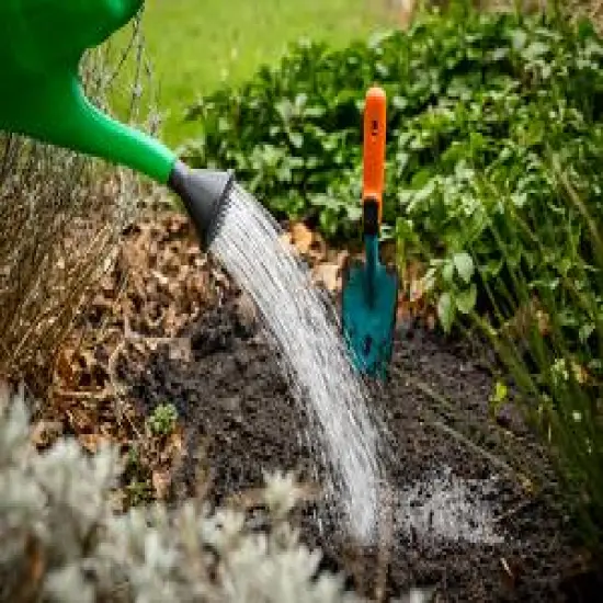 Harvest of Memories Bearded Iris - One Top Size Rhizome - Rebloomer {5}