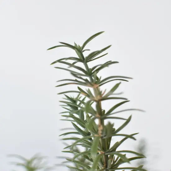 24" Faux Rosemary Bush {6}