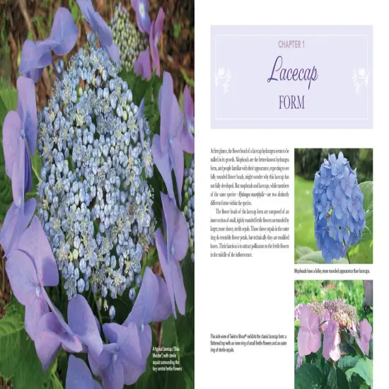 Lovely Lacecap Hydrangeas: Elegant Accents for the Home Garden {3}