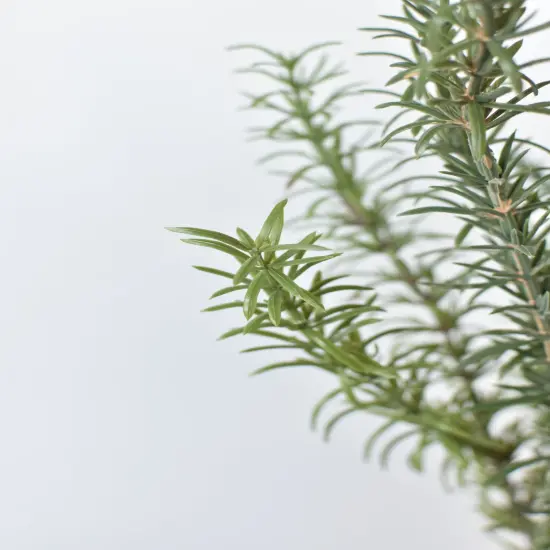24" Faux Rosemary Bush {3}