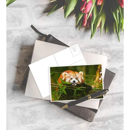 40 Pack Wild Animal Theme Postcards, 20 Designs Bulk Assorted All Occasion Cards 4"x6" Multicolor {3}