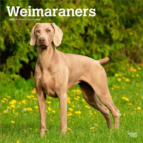 Weimaraners | 2026 12 x 24 Inch (Hanging) Monthly Square Wall Calendar | Plastic-Free {1}