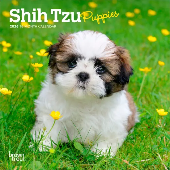 Shih Tzu Puppies | 2026 7 x 14 Inch (Hanging) Monthly Mini Wall Calendar {1}