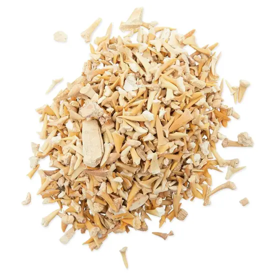 Shark Teeth Bone Replicas Set (1 Pound), Authentic Mixed Grade, 3 Species Types, Genuine Moroccan Real Authentic Tooth Collection Brown {5}