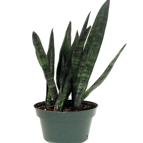 Snakeskin Snake Plant - Sansevieria - 6" Pot {1}