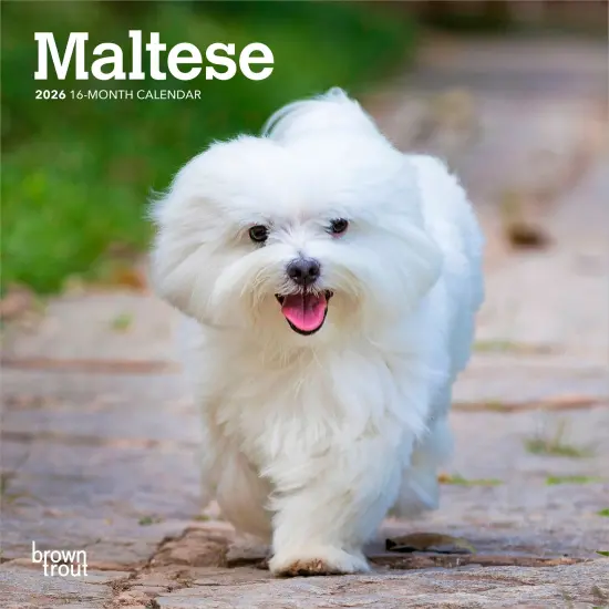 Maltese | 2026 7 x 14 Inch (Hanging) Monthly Mini Wall Calendar {1}