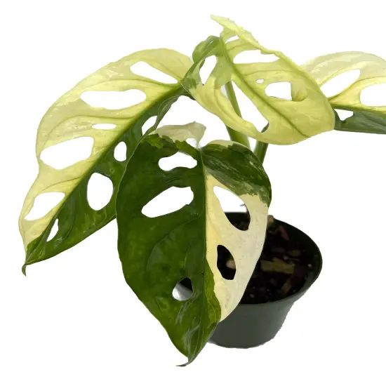 Exotic Variegated Swiss Cheese Plant - Monstera adansonii var - 4" Pot {1}