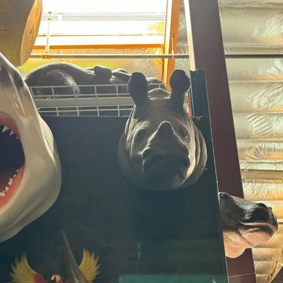 Baby Rhinoceros Head Life Size Statue {4}