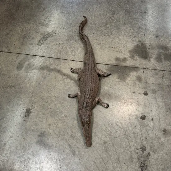 Resting Crocodile Life Size Statue {5}