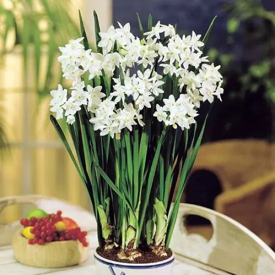 Delft Ceramic Bowl with Paperwhite Narcissus Bulbs Indoor Growing Kit - Fragrant {5}