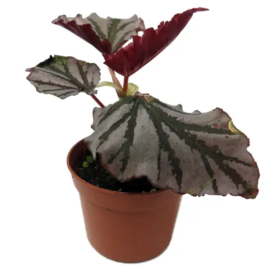 Kismet Begonia Plant -2.5" Pot- Terrarium/Fairy Garden/HousePlant {1}