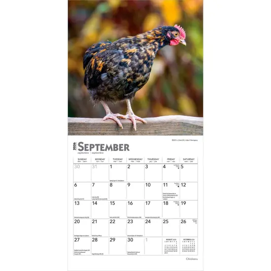 Chickens | 2026 7 x 14 Inch (Hanging) Monthly Mini Wall Calendar {4}