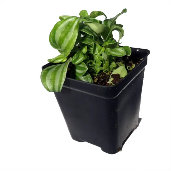 Sandersii Peperomia - 2.5" Pot {5}