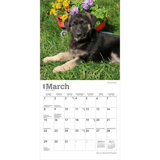 German Shepherd Puppies | 2026 7 x 14 Inch (Hanging) Monthly Mini Wall Calendar {3}