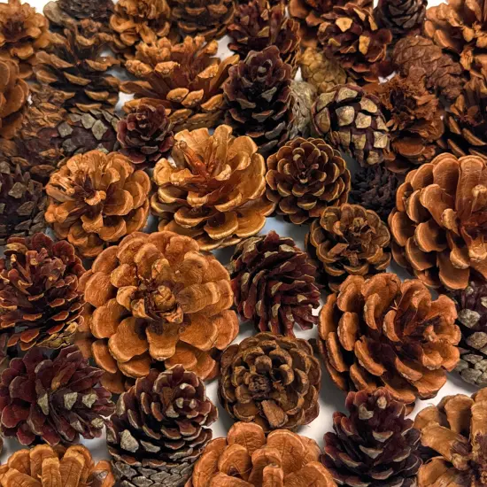 Cinnamon Pine Cones Scented Variety - 2lb over 80 Small Cinnamon Pinecones Decor - Rustic Christmas Decor - Mini Pinecones for Crafts - Pine Cone Ornaments - Small Pinecones for Crafts {1}