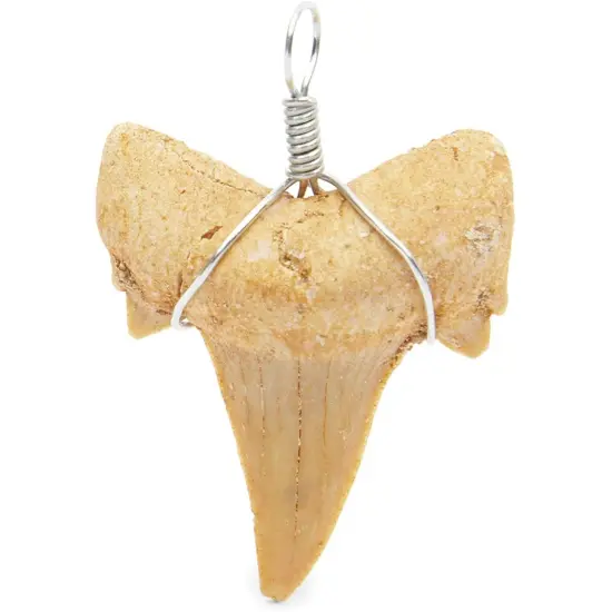 12 Pack Shark Teeth Necklace Pendants for DIY Crafts (0.787 x 0.98 In) {5}